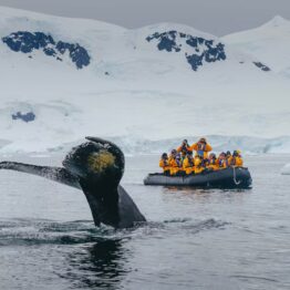 Antarctic Peninsula Expeditions 2027-2028