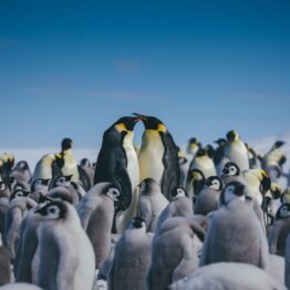 Emperor Penguin Quest: Expediție la Snow Hill