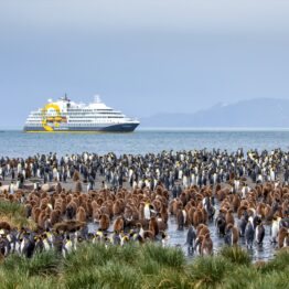 Falkland Islands and South Georgia: 20-Day Wildlife Adventure 2027 2028