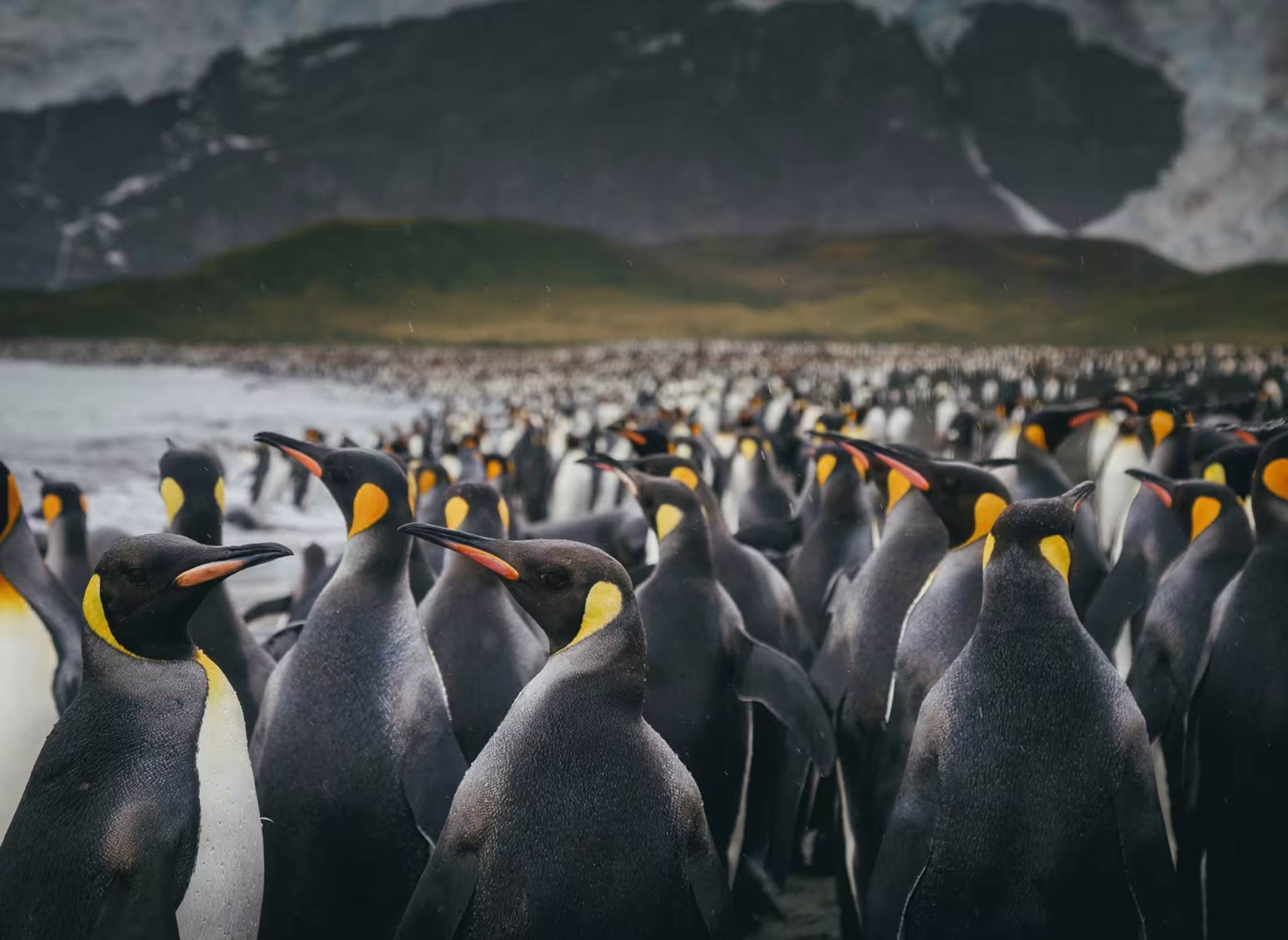 Polar expedition