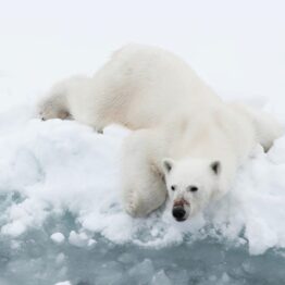 Spitsbergen Circumnavigation: A Rite of Passage 2027