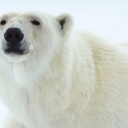 Spitsbergen Highlights: Wildlife Capital of the Arctic 2027