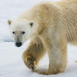 Svalbard Arctic Wildlife Expeditions 2027 2028